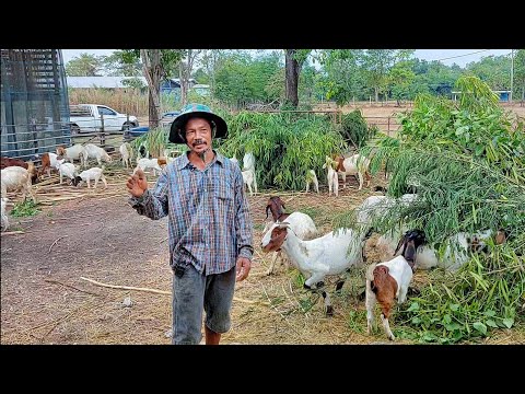 วีดีโอ: ให้อาหารลูกโค. อาหารลูกวัวในช่วงเดือนแรกของชีวิต