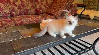 Meet Victoria! 🐾 Beautiful Seal Mitted Ragdoll Kitten Playing