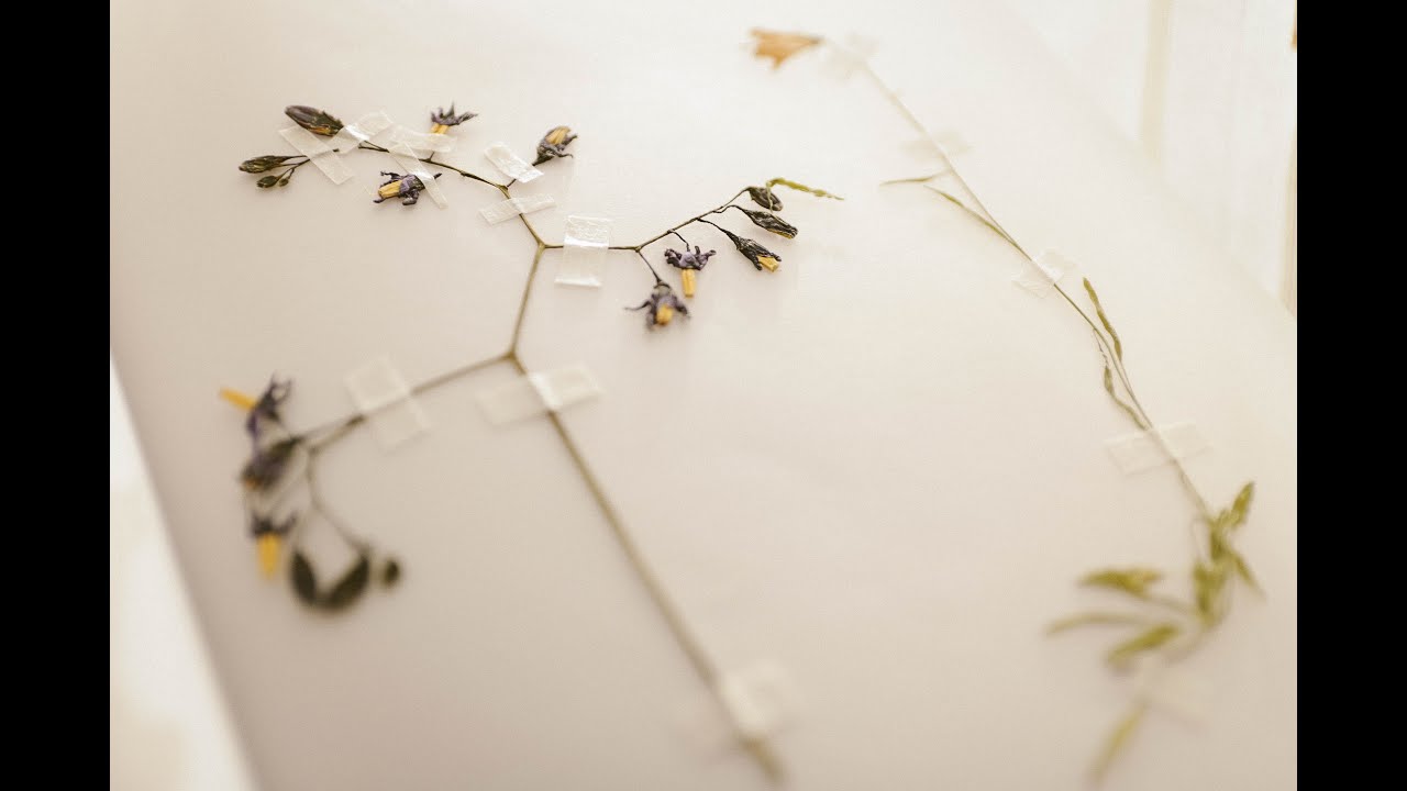 How to dry flowers Greeting card made from dried flowers YouTube