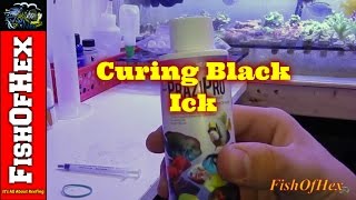 How to Cure Black Ick | Turbellarian Flat Worm