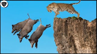 Hungry Leopard Risked Their Lives To Jump Into Abyss To Destroy Wild Boar