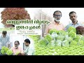 മണ്ണില്ലാതെയും കൃഷി ചെയ്യാം.