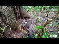 ang pagbisita ng trap/silo nakahuli ako ng musang/wildcat