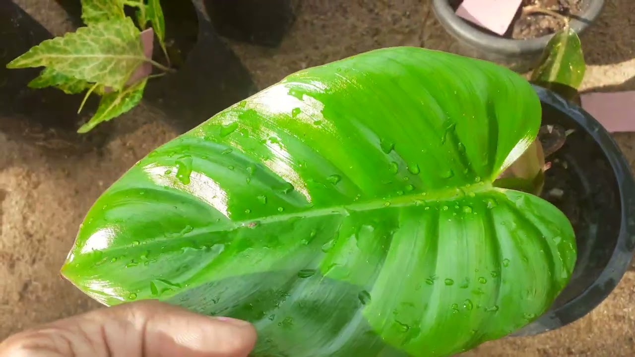 17 වෙනි පැල සේල් එකත් ගෙනාවා ඕන කෙනෙක් ඉන්නවනම් watsapp msg ekak danna .0775531854#viral #trending