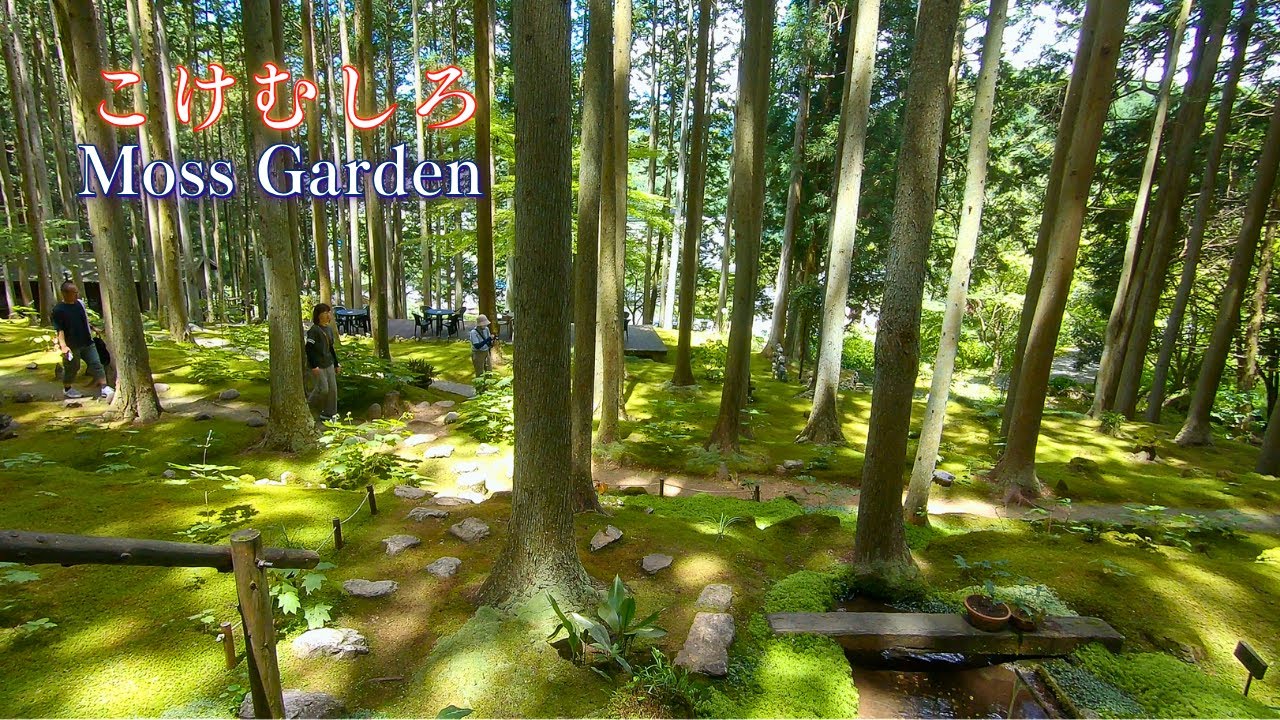 Захватывающий дух моховой сад «Кокэмусиро», 88 достопримечательностей Сикоку /Лотос храма Джорюридзи