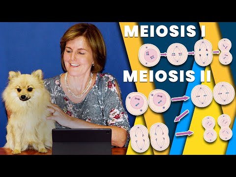 Meiosis I & Meiosis II | Prophase, Metaphase, Anaphase & Telophase | Life Sciences Grade 12