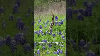 No Frolicking Through The Flowers On These Two Rattlesnakes Watch 🐍🎥: (Jsapp2113/Ig)