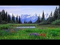 Mountains flowers! ... (Gomer Edwin Evans)