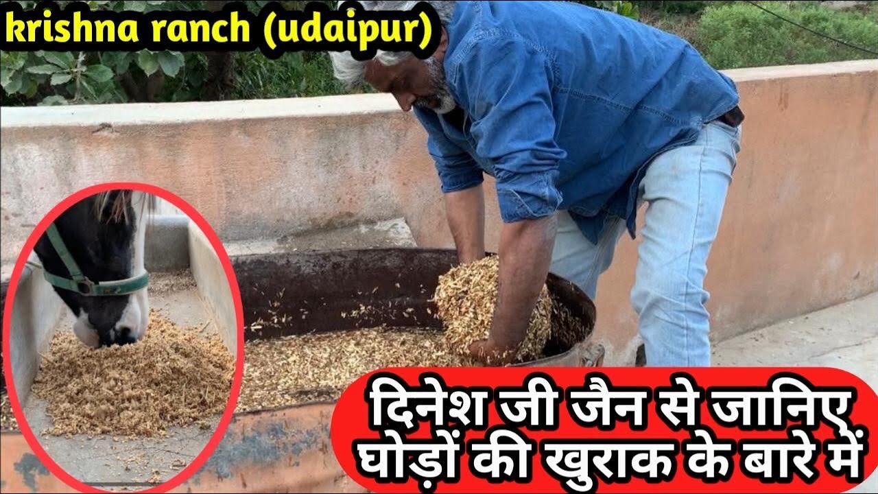घोड़ों की खुराक के बारे में जानिए दिनेश जी जैन से।