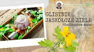 Glistnik jaskółcze ziele (Chelidonium majus)  Zdrowotne Tajemnice Niepozornego Chwasta!