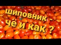 Как сушить шиповник ? Царевна лягушка.  Как мы школу поменяли. И снова цыпы!