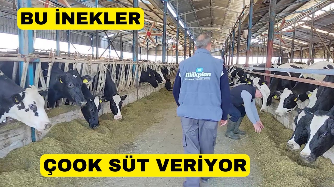 ÇOOK SÜT VEREN İNEKLER!  (Kronomiuanimisarihisari Çiftliği Yunanistan)