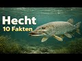 Hecht – Der lautlose Jäger unserer Gewässer 🐟 | 10 Fakten
