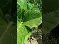 WAGULU ABALABEBO NGOKOZESA EJUNI WAGULU ABALABEBO NGOKOZESA EJUNI