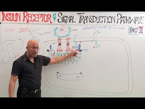 Insulin Receptors & Signal Transduction Pathways