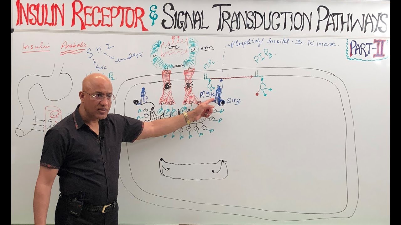 Insulin Receptors and Signal Transduction Pathways🩺 - YouTube