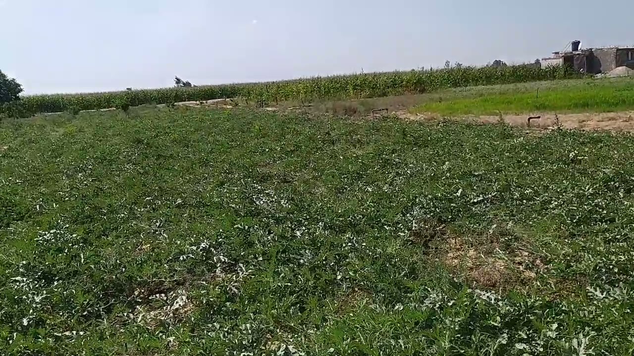 طريقة تسميد البطيخ اللحصول علي نتيجة افضل