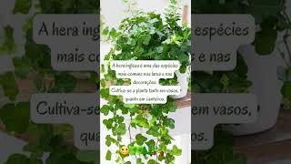 curiosidades das heras 🪴🙂♻️ #plantasdentrodecasa #hera #curiosidades #plantasdobrasiledomundo