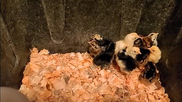 menyuam qaib Minnesota updated | tu qaib nyob sab qaum teb| ไก่ชน | Pakoi | Ganoi | Shamo | Aseel |