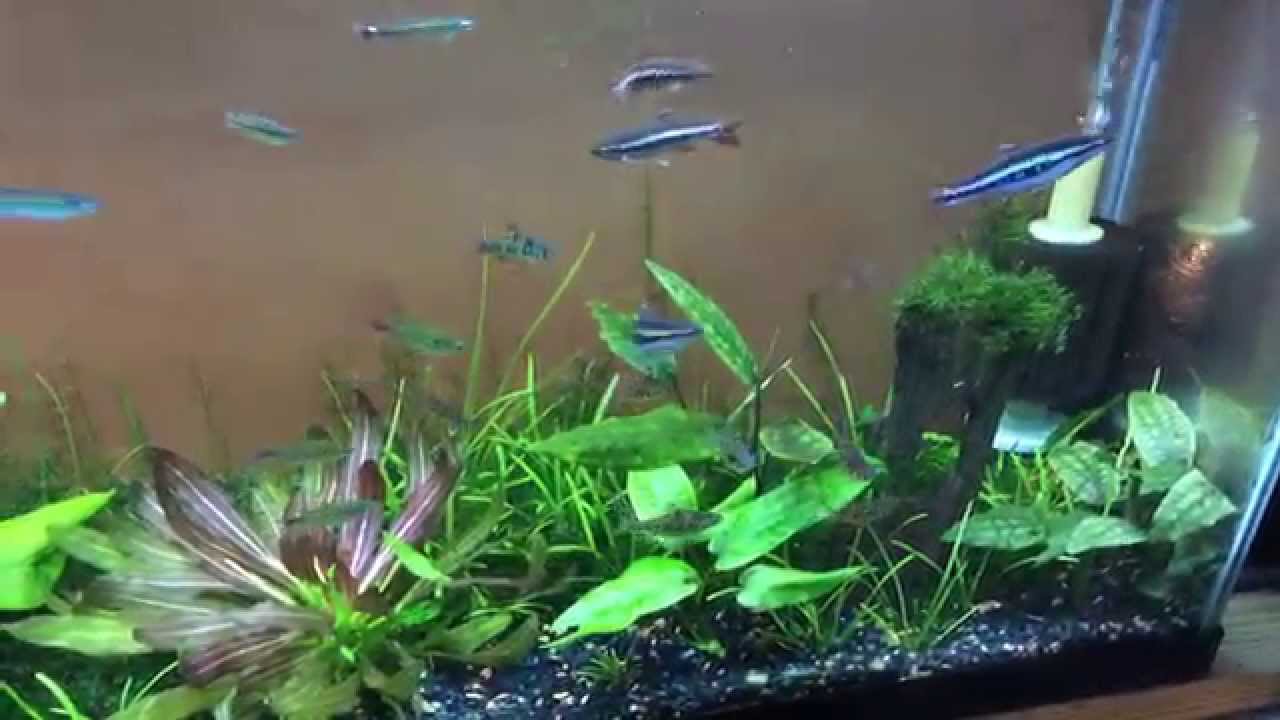 dwarf shrimp compatibility chart Legendary Fish Rooms: All Oddball Aquatics Part 1