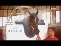 Зачем в ОАЭ скаковых лошадей балуют криотерапией