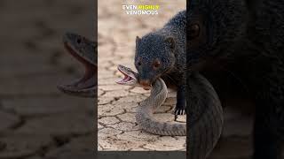 The Only Enemy Snakes Can’t Escape