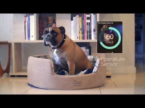 Video: Laïka es un compañero de Robot-like para las mascotas solitarias