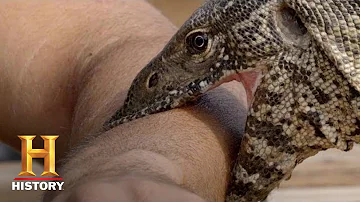 Como é a mordida do lagarto?