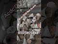 Acdc DOB Non Granti वाला बना हुआ & Raw Material Best Quality Available Patna Bihar #ledbulb