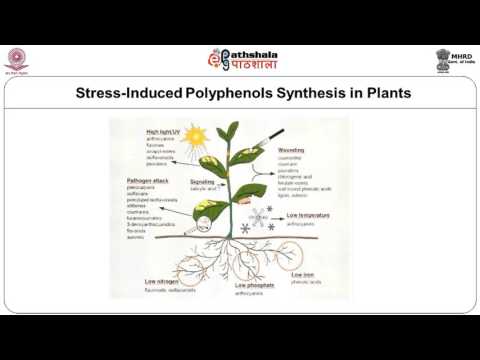 Phenolic Compounds –Flavonoids –flavones and flavonols