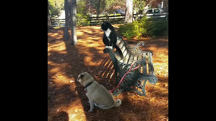 Bandit and Bigfoot