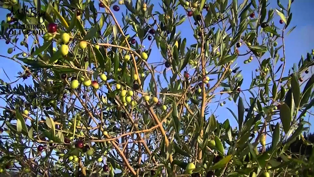 Серебряные кусты дикой маслины окруженные