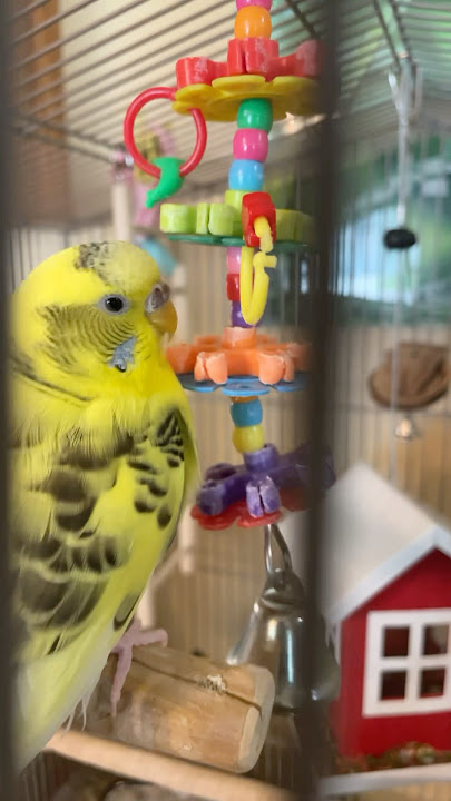 Very active bird 😯