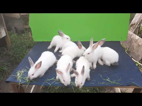 კალიფორნიული ჯიში