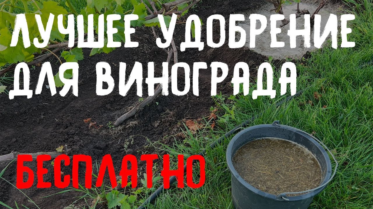 Лучшее удобрение для винограда!