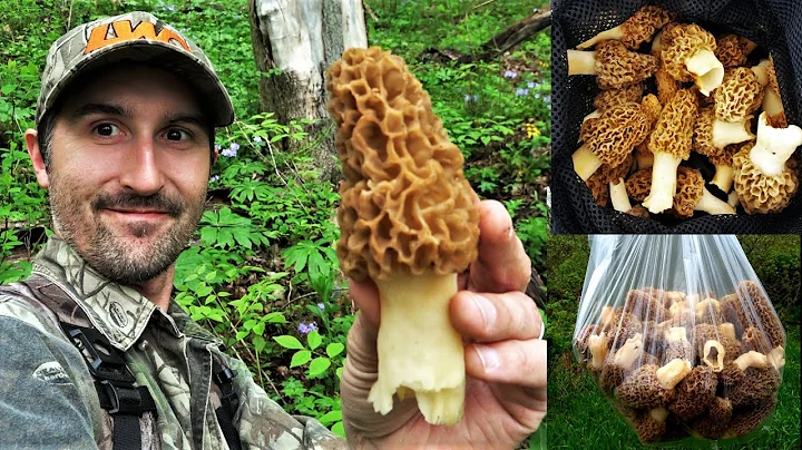 MOREL MUSHROOM HUNTING GUIDE 2022 + HOW TO FIND MO...