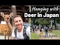 Hanging with DEER in JAPAN!!! Nara Day Trip from Kyoto