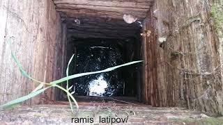 картинка: Эльмира Сөләйманова, 