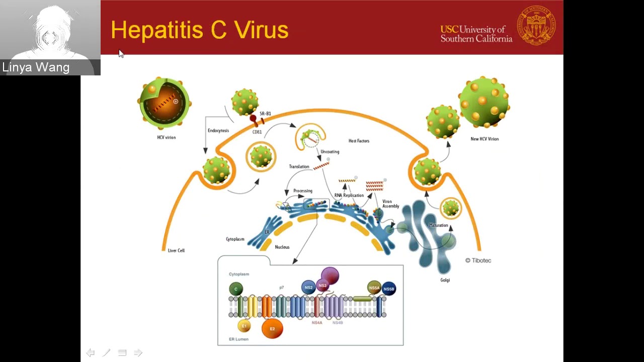 Molecular Biology study of Hepatitis C Virus and Autophagy - YouTube