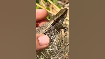 Cứu giúp rắn mối #shorts #short