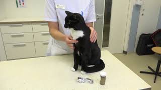 Download Lagu Toedienen van een tablet bij de kat - instructievideo MP3 Download Lagu Toedienen van een tablet bij de kat - instructievideo MP3