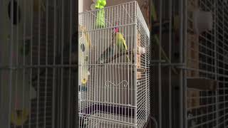 Another birb vid cause I got nothing else to do with my life. :))
HHh- Another birb vid cause I got nothing else to do with my life. :))