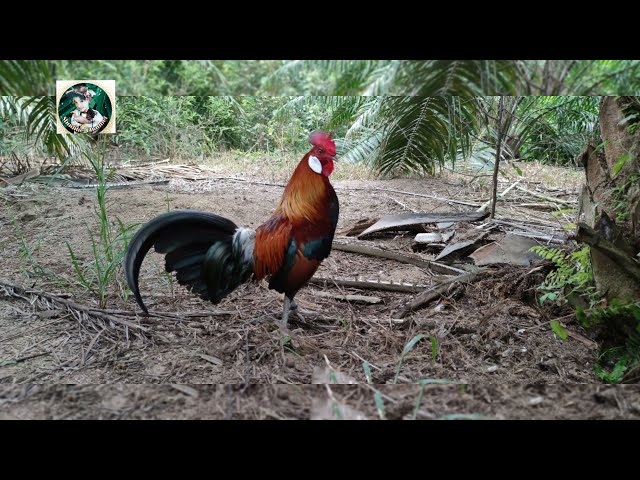 Ayam Hutan Pikat Jantan 72 class=