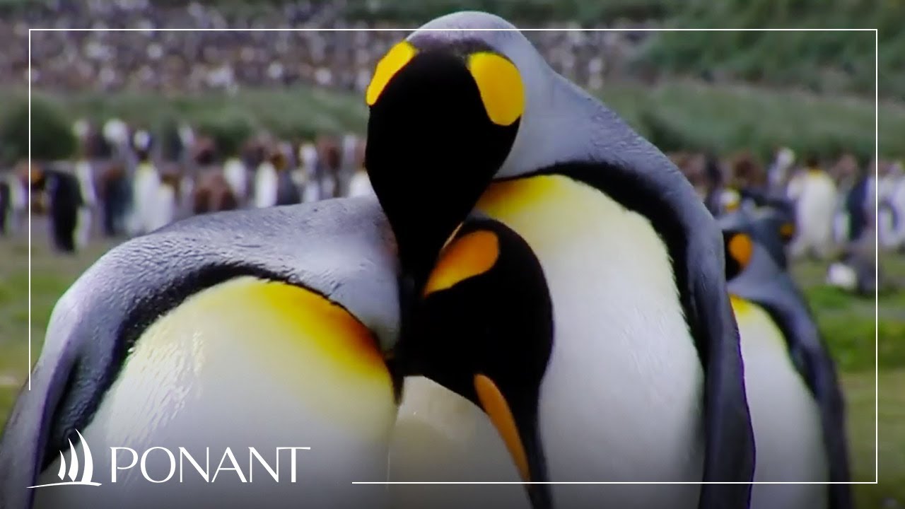 Sailing in polar waters with Olivier de Kersauson | PONANT