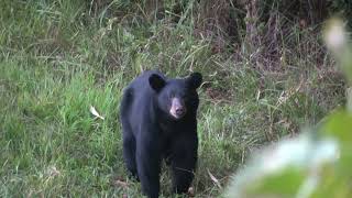 Early Season Bow Hunt - Bear in the Corn