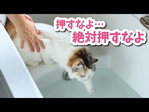 お風呂に慣れる特訓をしていたらまさかの展開が…！【おしゃべりする猫】