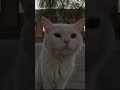 പൂച്ചസാർ കലിപ്പിലാണ് ❤️❤️❤️#cat #subscribe #cuteanimal #kitten #trendingshorts