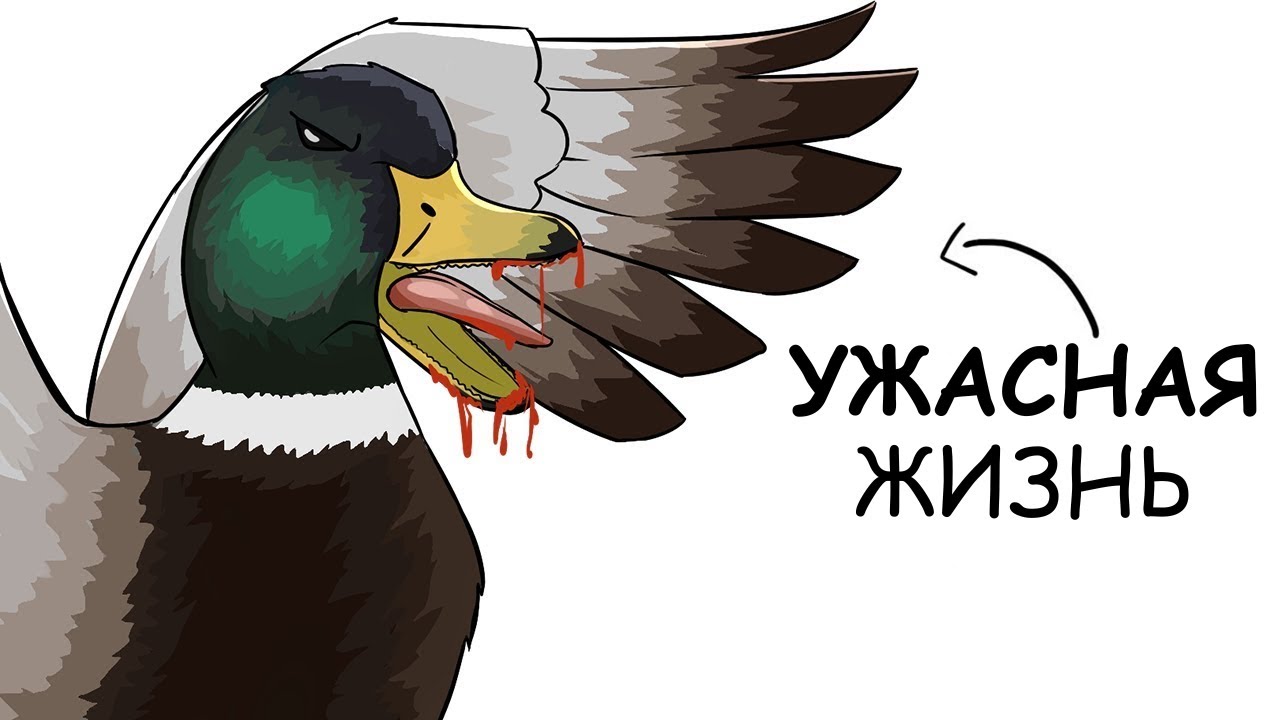 Ты – Утка (И ЭТО ВСЯ ТВОЯ ЖИЗНЬ)