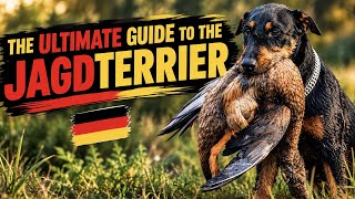 🐕 Jagdterrier: The Ultimate Breed Guide | Temperament, Training, Prey Drive & Care