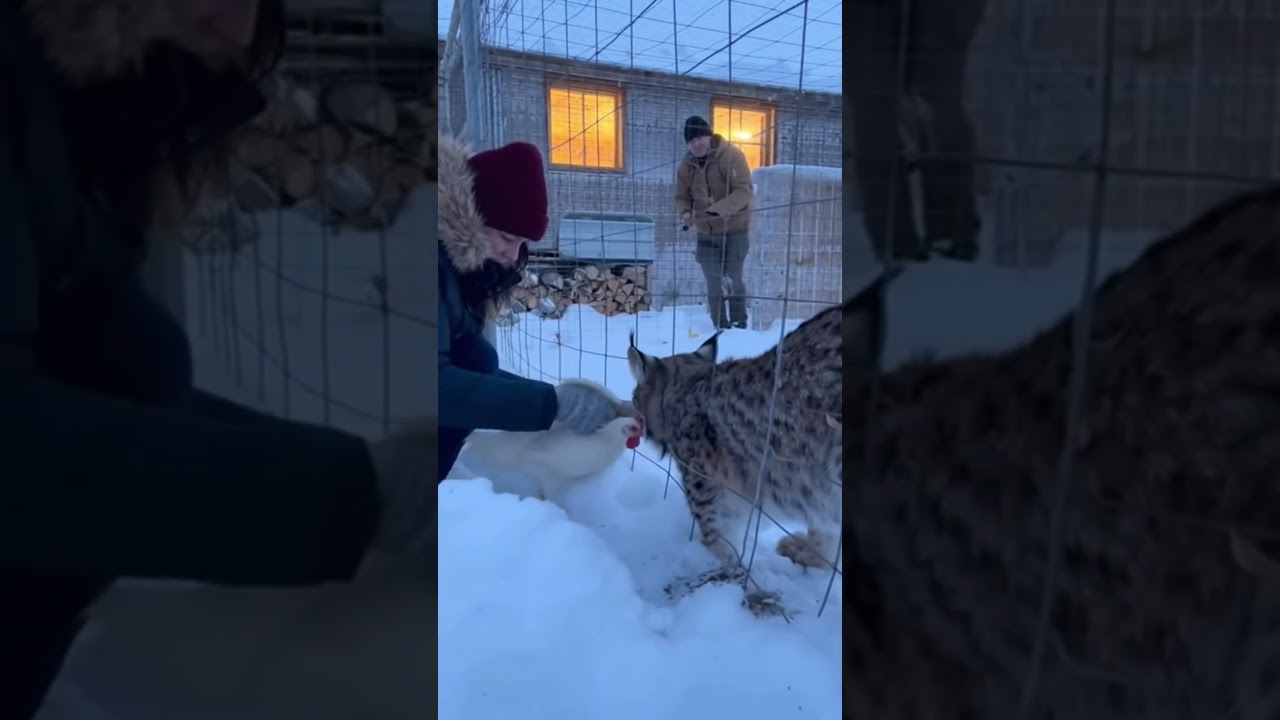 Курица в пасти рыси — Девушка забирает всё обратно голыми руками 